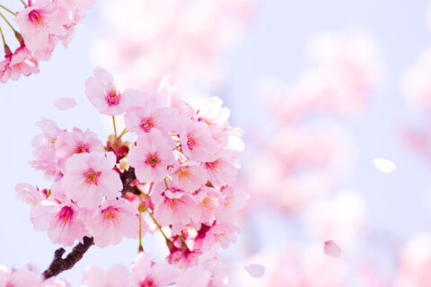 桜が好きなのは日本人だけじゃない！？